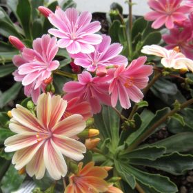 Lewisia cotyledon Elise - dohánygyökér 