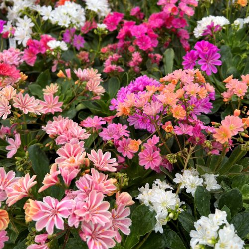 Lewisia cotyledon Elise - dohánygyökér 