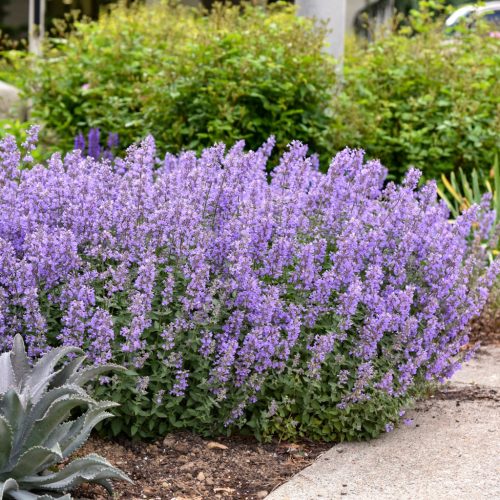 Macskamenta - Nepeta x faassenii 