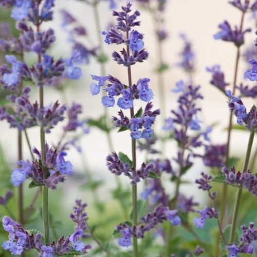 Macskamenta - Nepeta x faassenii 