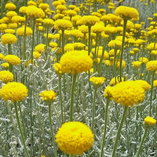 Hamvas cipruska - Santolina chamaecyparissus