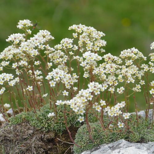 Fürtös kőtörőfű - Saxifraga paniculata