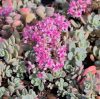 Varjúháj - Sedum cyaneum Sachalin