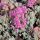 Varjúháj - Sedum cyaneum Sachalin