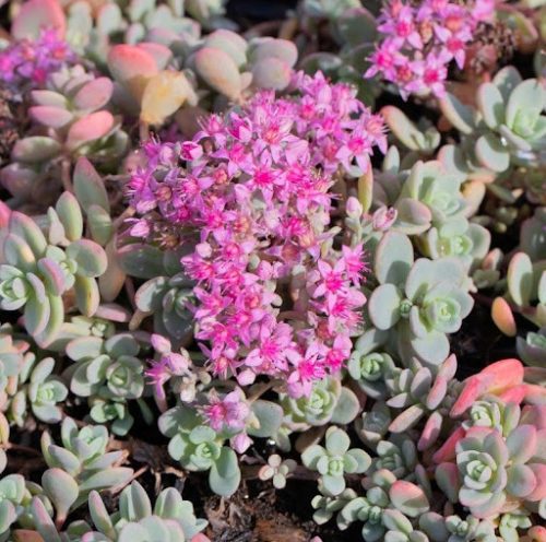 Varjúháj - Sedum cyaneum Sachalin