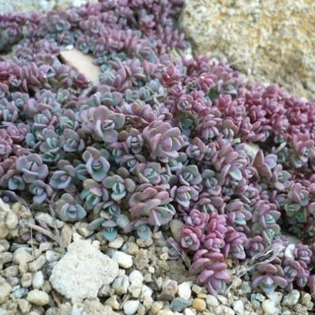 Varjúháj - Sedum cyaneum Sachalin