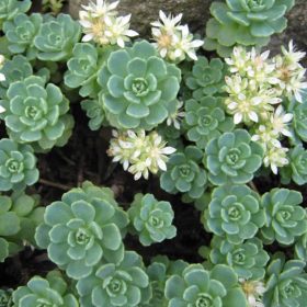 Varjúháj - Sedum pachyclados