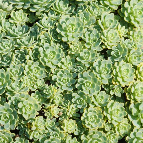 Varjúháj - Sedum pachyclados