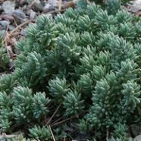 Varjúháj - Sedum sediforme 