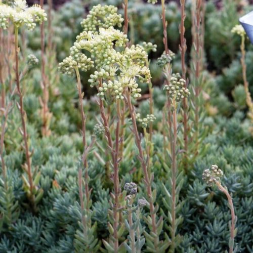Varjúháj - Sedum sediforme 