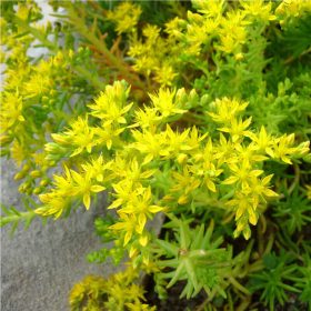 Varjúháj – Sedum sexangulare