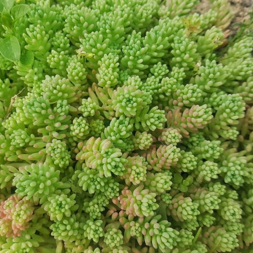 Varjúháj – Sedum sexangulare