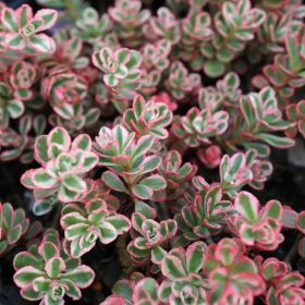 Kaukázusi varjúháj - Sedum spurium 'Tricolor' 