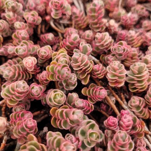 Kaukázusi varjúháj - Sedum spurium 'Tricolor' 