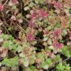 Kaukázusi varjúháj – Sedum spurium 'Coccineum'