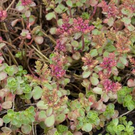   Kaukázusi varjúháj – Sedum spurium 'Coccineum'