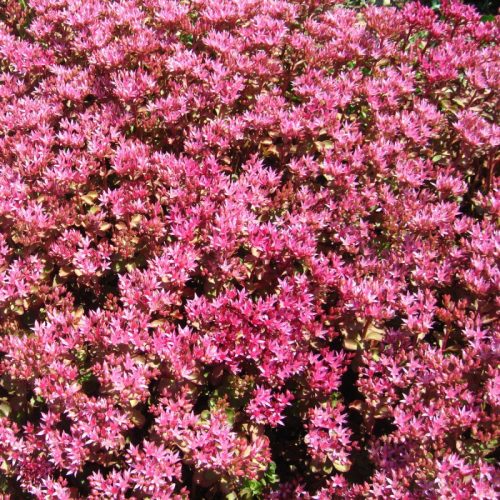 Kaukázusi varjúháj – Sedum spurium 'Coccineum'