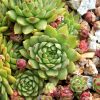Kövirózsa - Sempervivum sp.