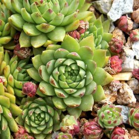 Kövirózsa - Sempervivum sp.