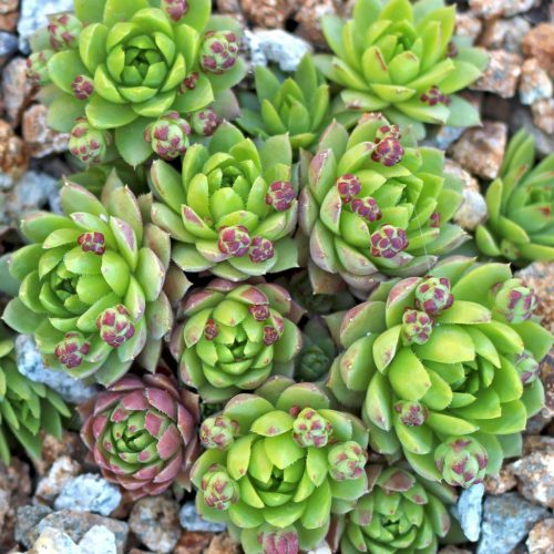 Kövirózsa - Sempervivum sp.