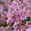 Selyemmirtusz - Lagerstroemia 'Agnes'