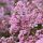 Selyemmirtusz - Lagerstroemia 'Agnes'