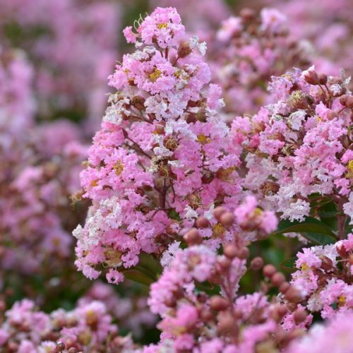 Selyemmirtusz - Lagerstroemia 'Agnes'
