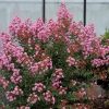 Selyemmirtusz - Lagerstroemia 'Agnes'