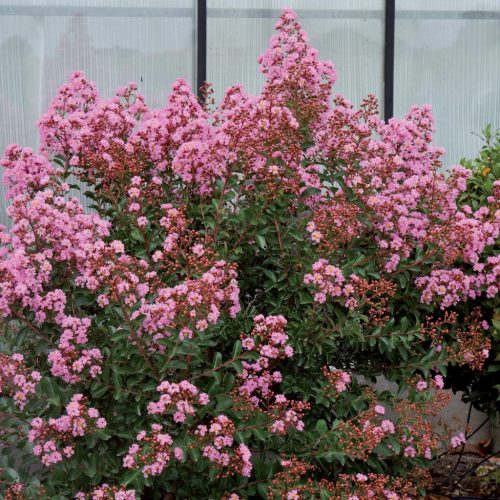 Selyemmirtusz - Lagerstroemia 'Agnes'