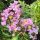 Selyemmirtusz – Lagerstroemia indica ‘Apalachee’