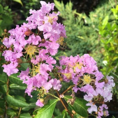 Selyemmirtusz – Lagerstroemia indica ‘Apalachee’