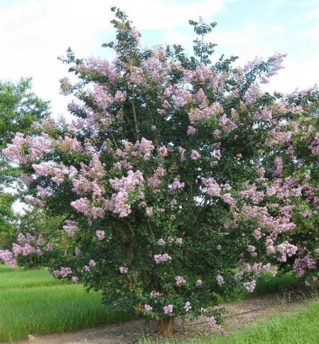 Selyemmirtusz – Lagerstroemia indica ‘Apalachee’