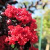 Selyemmirtusz  - Lagerstroemia 'Black Diamond Crimson Red'