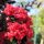 Selyemmirtusz  - Lagerstroemia 'Black Diamond Crimson Red'
