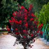 Selyemmirtusz  - Lagerstroemia 'Black Diamond Crimson Red'