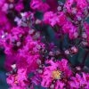 Selyemmirtusz  - Lagerstroemia 'Black Diamond Mystic Magenta'