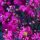 Selyemmirtusz  - Lagerstroemia 'Black Diamond Mystic Magenta'