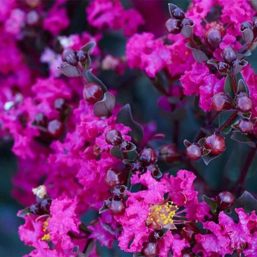 Selyemmirtusz  - Lagerstroemia 'Black Diamond Mystic Magenta'