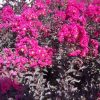 Selyemmirtusz  - Lagerstroemia 'Black Diamond Mystic Magenta'