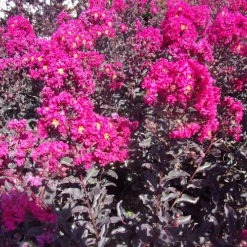 Selyemmirtusz  - Lagerstroemia 'Black Diamond Mystic Magenta'