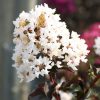 Selyemmirtusz  - Lagerstroemia 'Black Diamond Pure White'