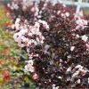 Selyemmirtusz  - Lagerstroemia 'Black Diamond Pure White'
