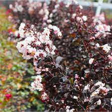 Selyemmirtusz  - Lagerstroemia 'Black Diamond Pure White'
