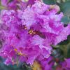 Selyemmirtusz - Lagerstroemia hybrida 'Catawba'