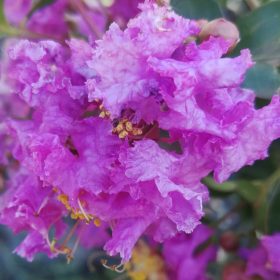 Selyemmirtusz - Lagerstroemia hybrida 'Catawba'