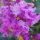 Selyemmirtusz - Lagerstroemia hybrida 'Catawba'