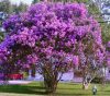 Selyemmirtusz - Lagerstroemia hybrida 'Catawba'