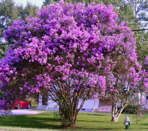 Selyemmirtusz - Lagerstroemia hybrida 'Catawba'