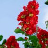Selyemmirtusz - Lagerstroemia hybrida 'Liget Paprika'