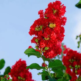   Selyemmirtusz - Lagerstroemia hybrida 'Liget Paprika'